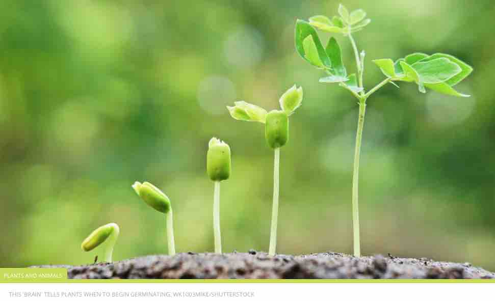 Scientists discover plants have “brains” that determine when they grow